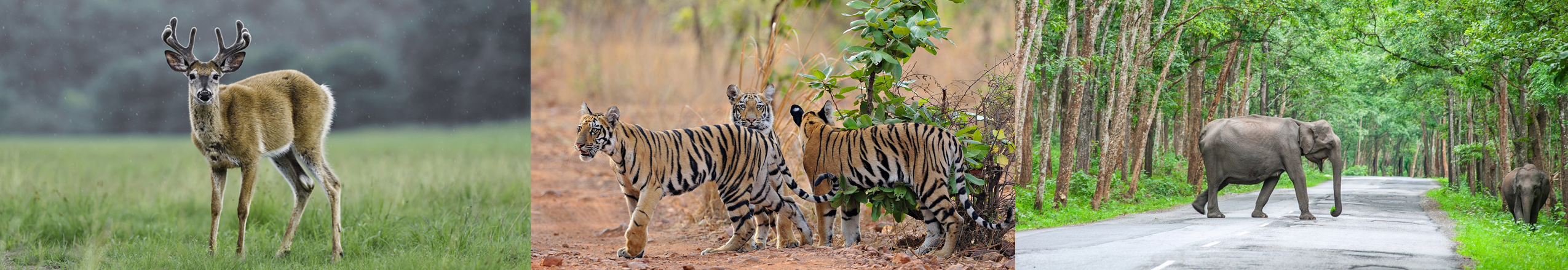 North India Wildlife Tour