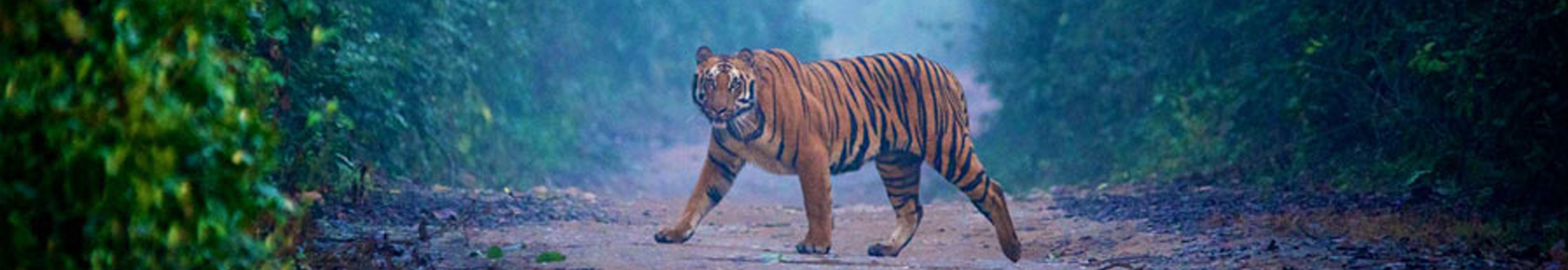 Wildlife Tour in India