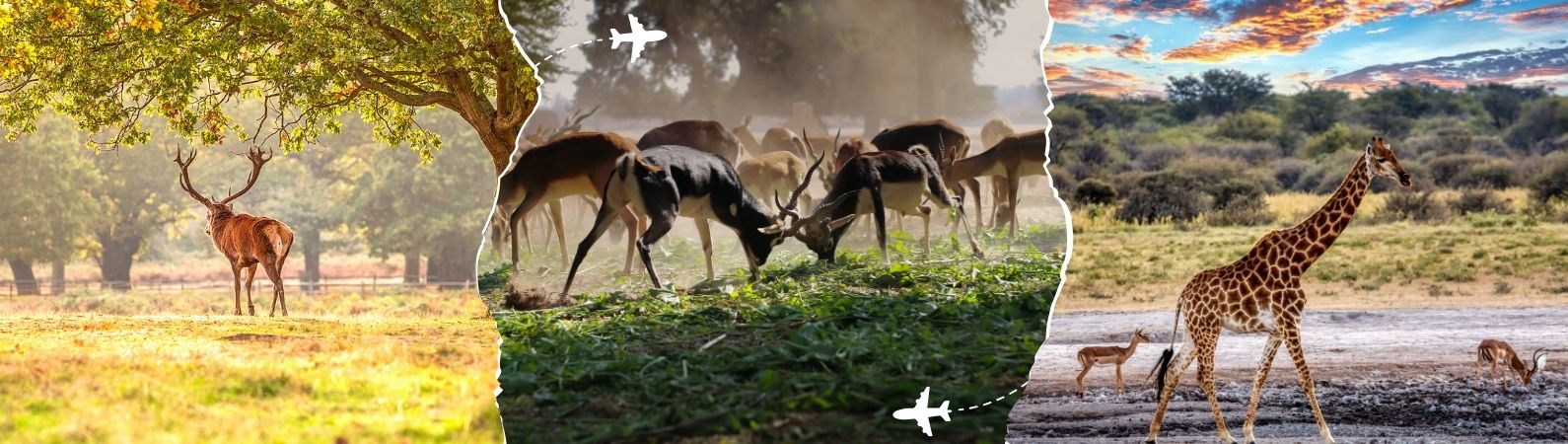 Wildlife Tour in India