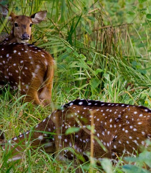 central india wildlife tour