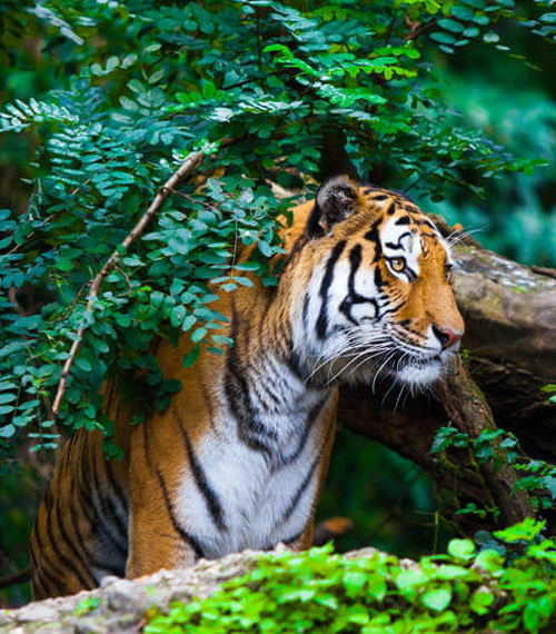 Jim Corbett Tour Packages