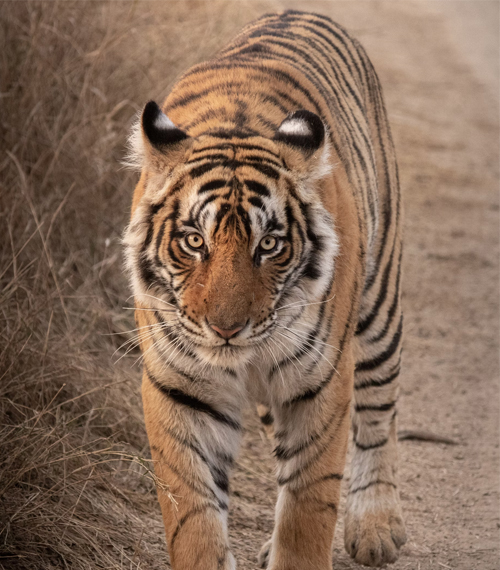 Ranthambore Weekend Tour