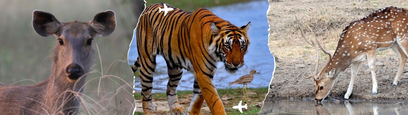 sariska weekend tour